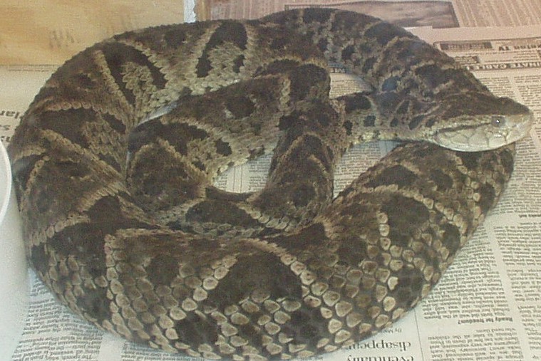 Bothrops asper