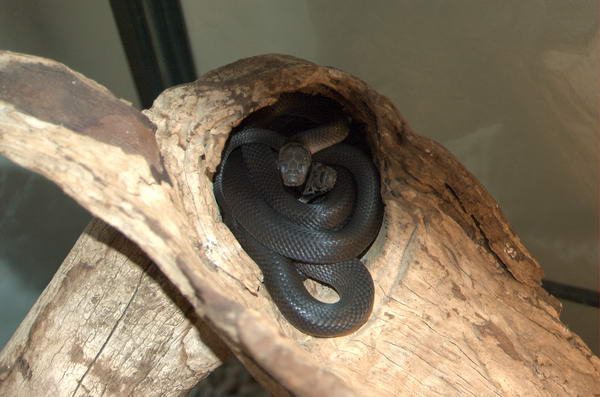 Pale-headed Snake - The Australian Museum