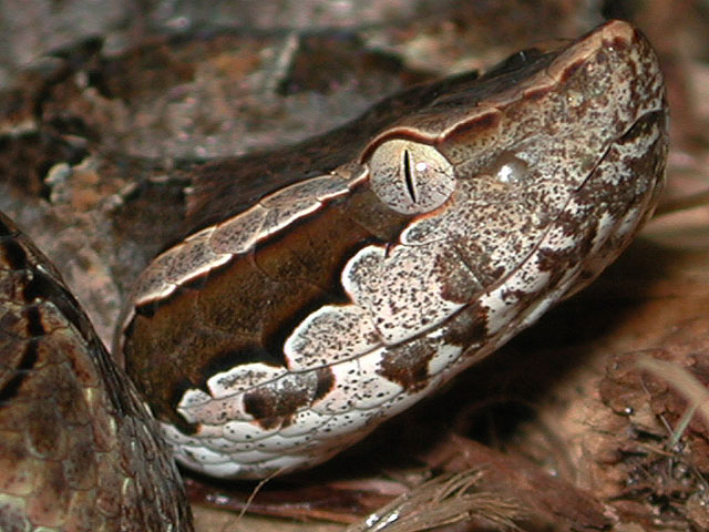 Malayan Pitviper