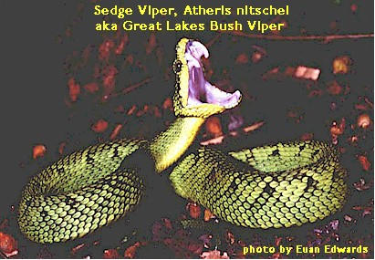 Sedge Viper Ready To Strike Atheris Photograph by Nhpa - Pixels