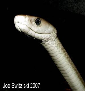 Black Mamba