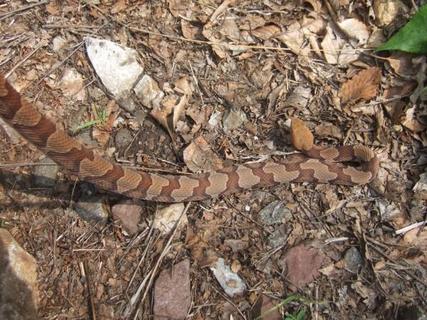 A Pennsylvania Copperhead