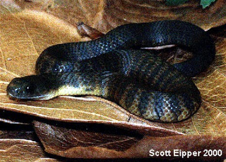 Eastern Tiger Snake