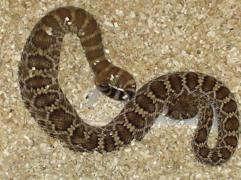 Venomousreptiles.org Classifieds Mohave Rattlesnake