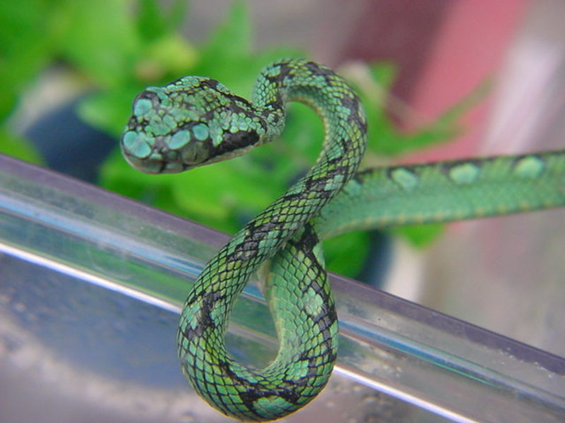 VenomousReptiles.org Classifieds cb04 Trimeresurus trigonacephalus