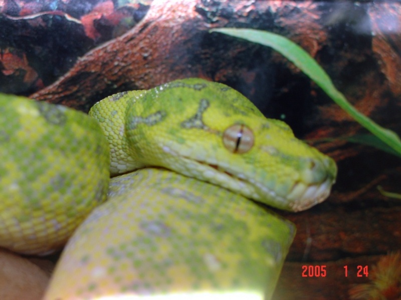 VenomousReptiles.org Classifieds Many for Sale!!