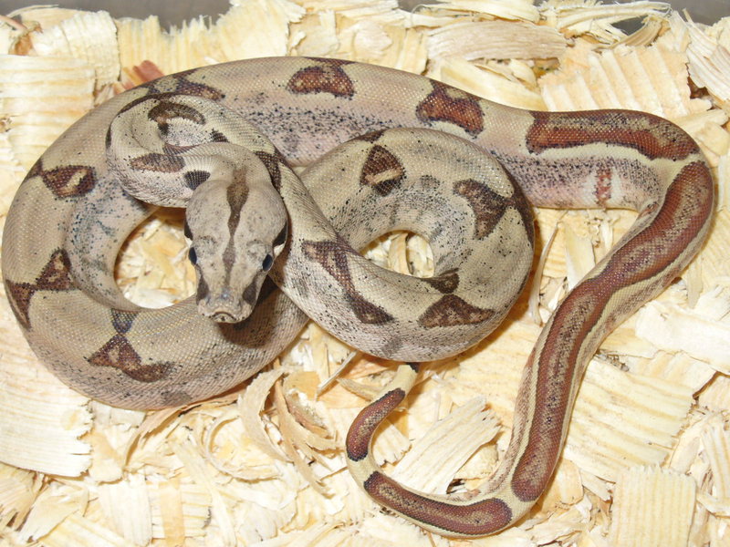 VenomousReptiles.org Classifieds MANY REPTILES FOR SALE or trade