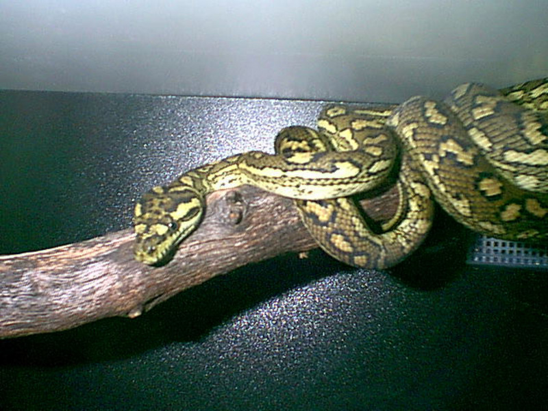 VenomousReptiles.org Classifieds Carpet Python