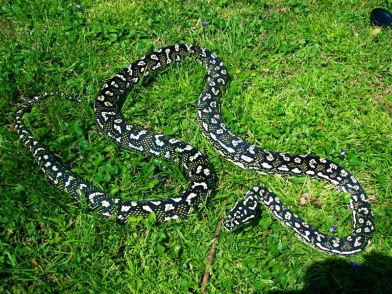 VenomousReptiles.org Classifieds Trophy Carpet Python For Sale!