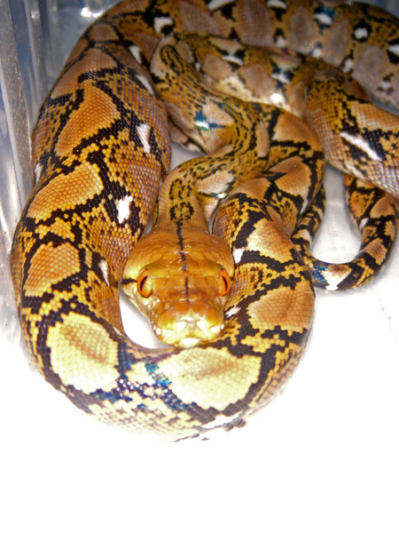 VenomousReptiles.org Classifieds SALE! HEALTH GUARANTEE!