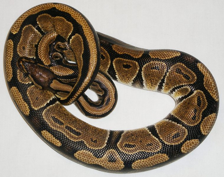 venomousreptiles-classifieds-ball-python