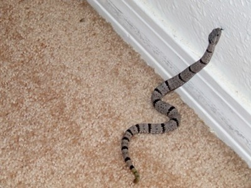 VenomousReptiles.org Classifieds Rattlesnake sfor sale