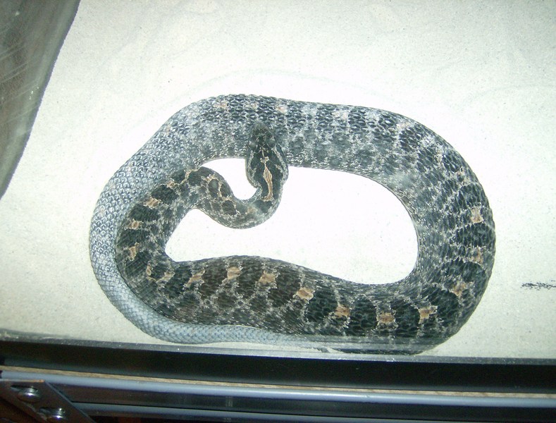 VenomousReptiles.org Classifieds sale!!!prices lowered