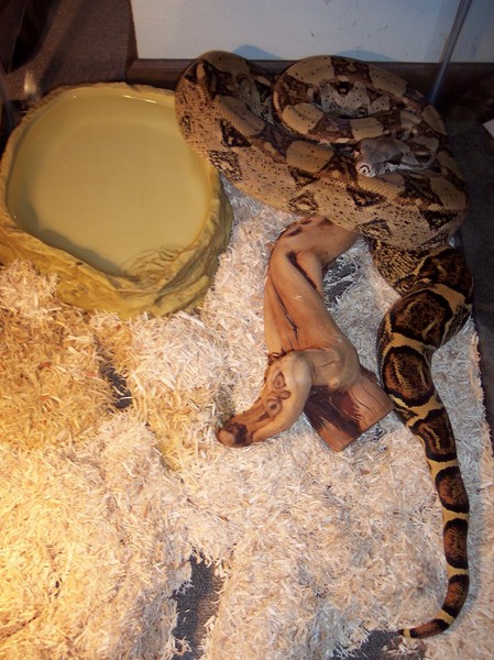 columbian red tail boa. Colombian Red-Tailed Boa.