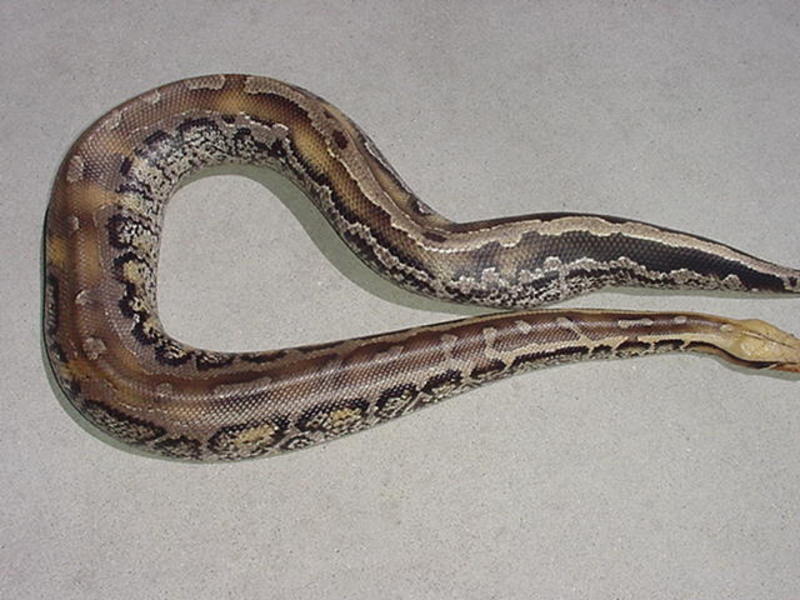 marble blood python