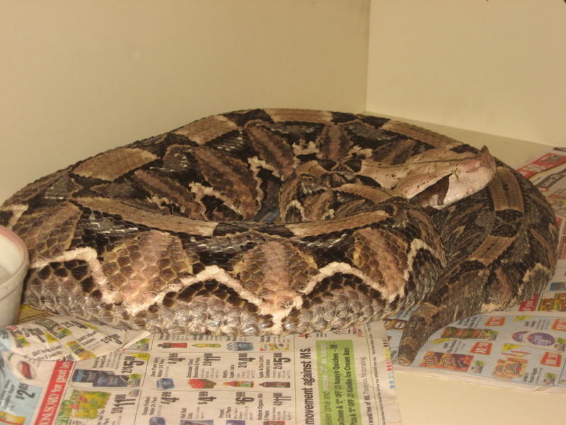 VenomousReptiles.org Classifieds Venomous collection for sale