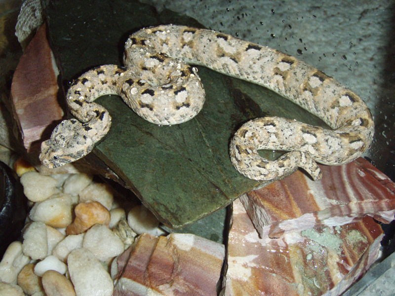 Bitis Xeropaga