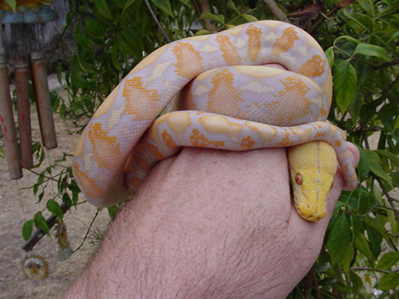 albino lavender retic