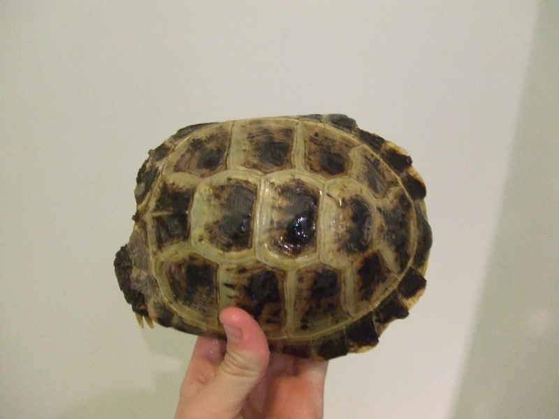 VenomousReptiles.org Classifieds CHEAP TORTOISE&TURTLES