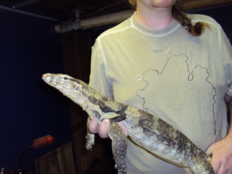 VenomousReptiles.org Classifieds Adult water Monitor for sale or trade