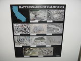 Rattlesnakes of California Poster