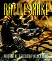 Rattlesnake : Portrait of a Predator