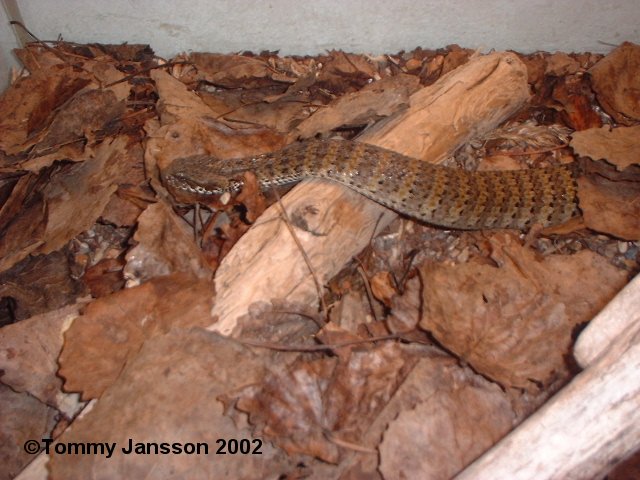 D�dsorm3.JPG [71 Kb]