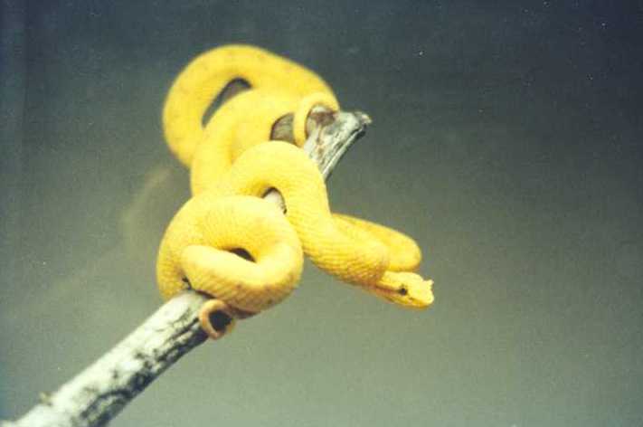 Botriechis_schlegelii.jpg [18 Kb]