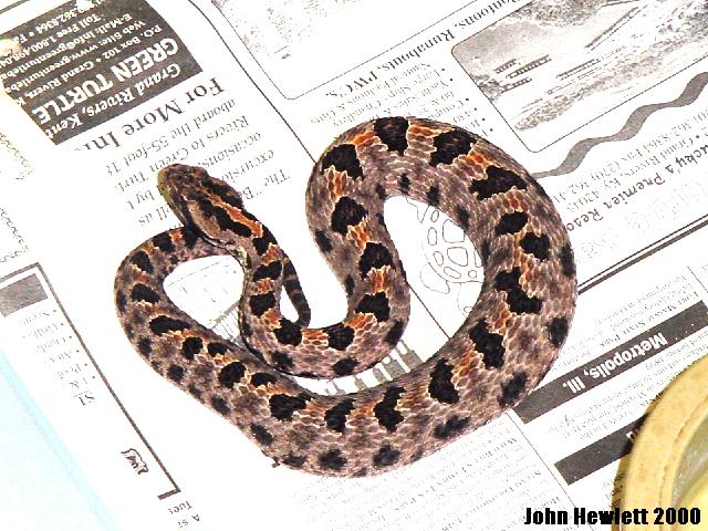 westernpygmyrattlesnake.jpg [98 Kb]