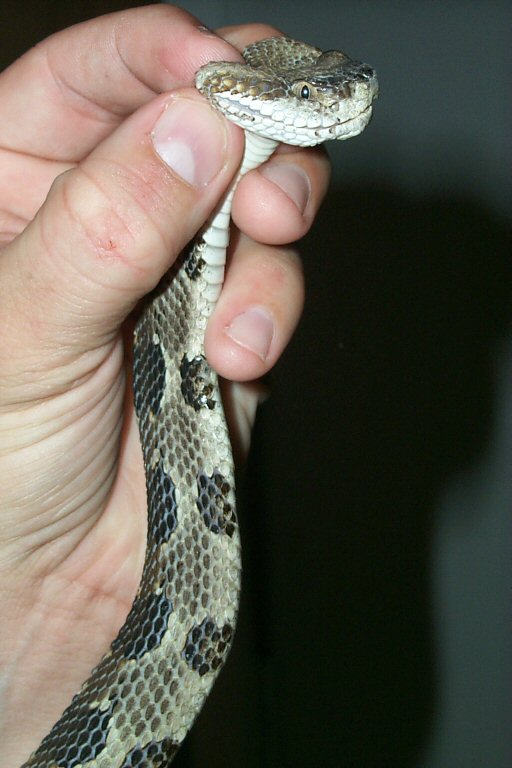 canepin7.JPG [70 Kb]
