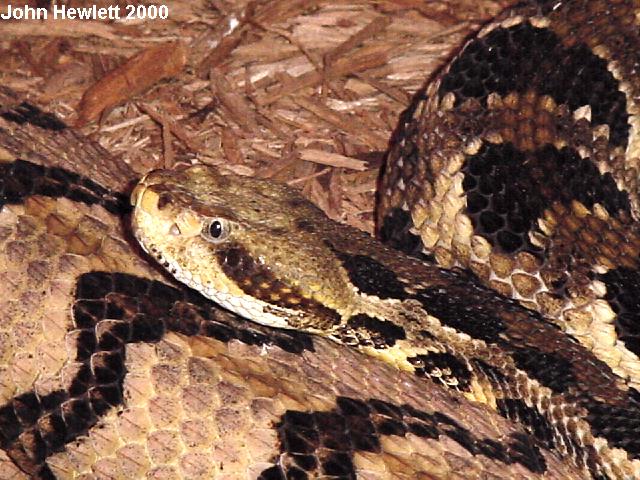 TimberRattlesnakeMammothcave10-15-00.jpg [94 Kb]