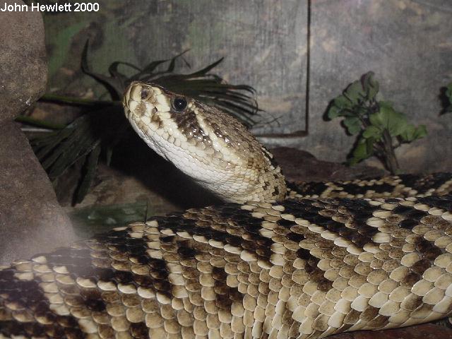 EasternDiamondback10-15-00.jpg [74 Kb]