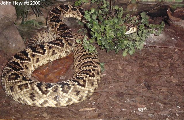 EasternDiamondback2-10-15-00.jpg [93 Kb]