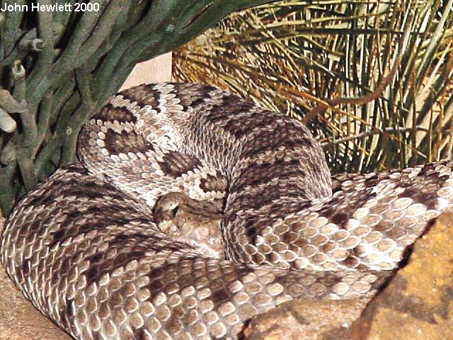 MojaveRattlesnake10-15-00.jpg [109 Kb]