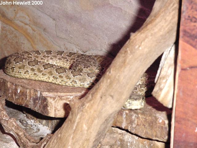 PrairiRattlesnake10-15-00.jpg [74 Kb]