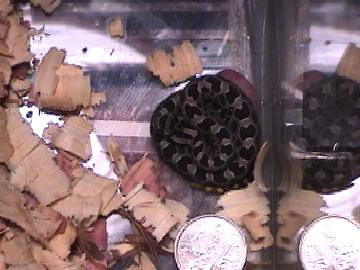 babyEMassasauga.jpg [21 Kb]
