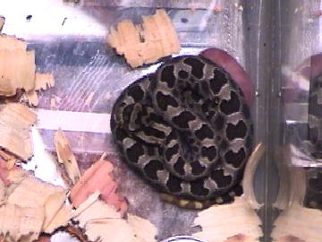 newbornEMassasauga.jpg [21 Kb]