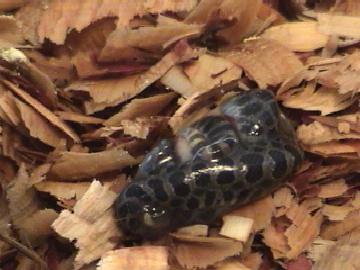 stillbornEMassasauga.jpg [21 Kb]