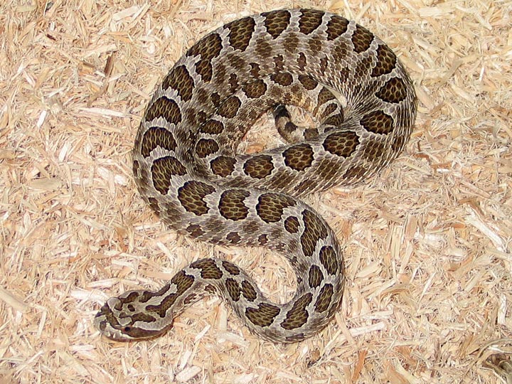 massasauga-1.jpg [150 Kb]