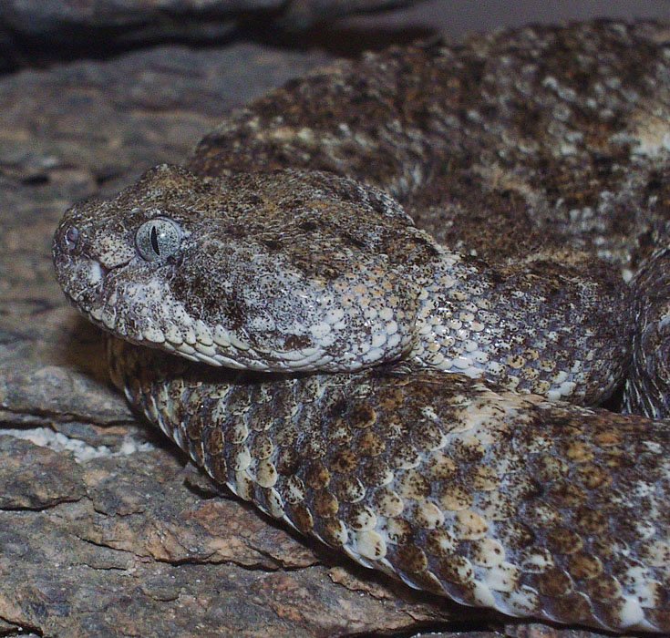 ZooSpeckledClose.jpg [211 Kb]