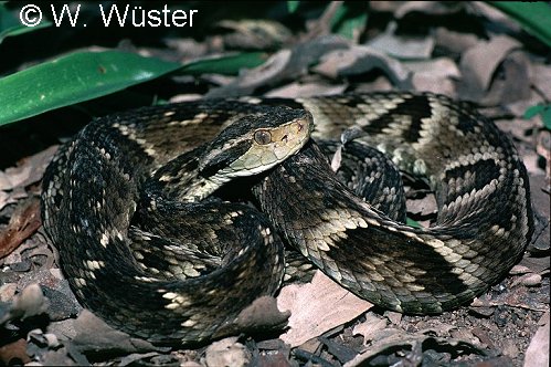 Bothrops_jararaca3C.jpg [64 Kb]