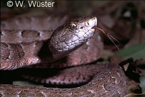 Bothrops_itapetiningaeC.jpg [43 Kb]