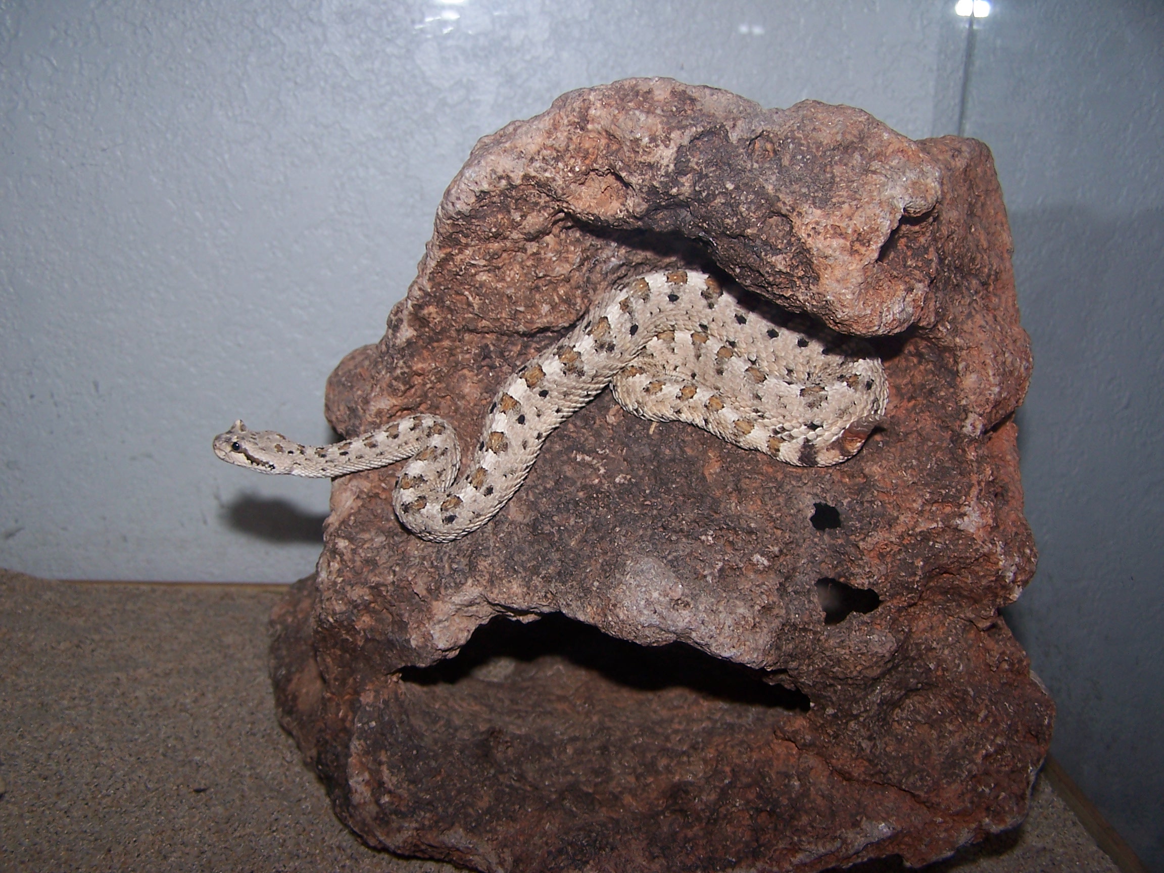 sidewinder.JPG [901 Kb]