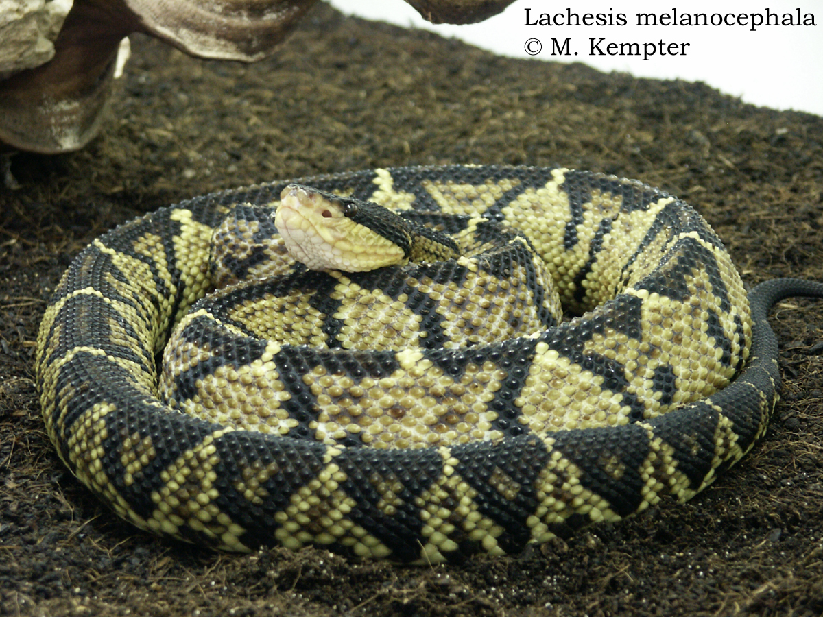 Melanocephala-03.jpg [1155 Kb]