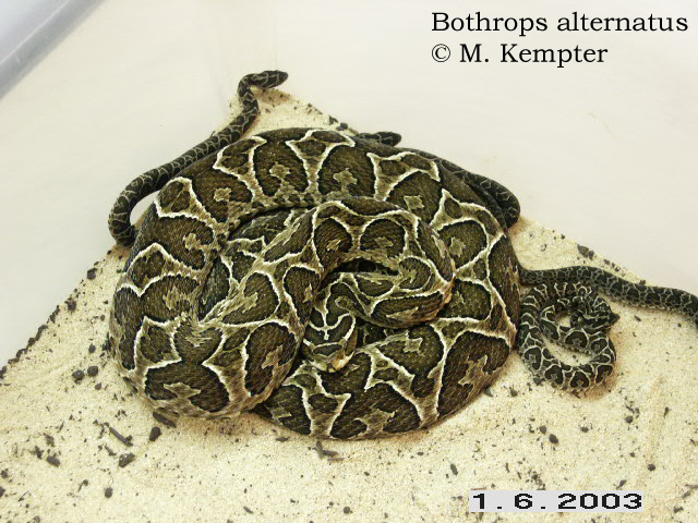 Alternatus-03.jpg [271 Kb]