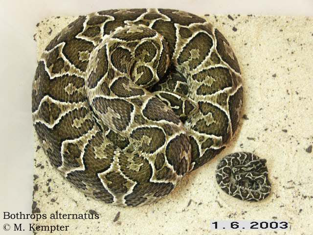 Alternatus-04.jpg [305 Kb]