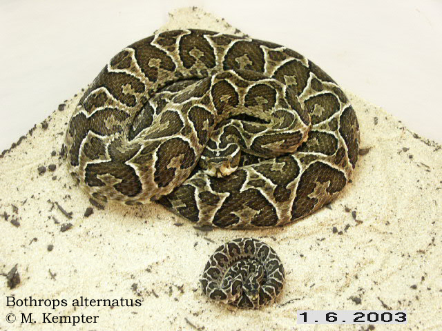 Alternatus-06.jpg [278 Kb]