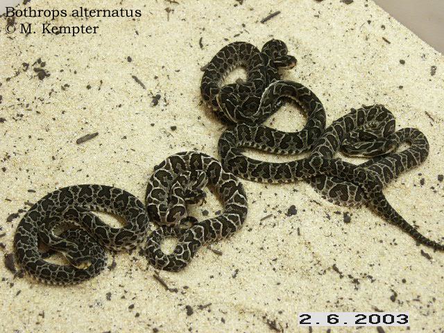 Alternatus-09.jpg [333 Kb]