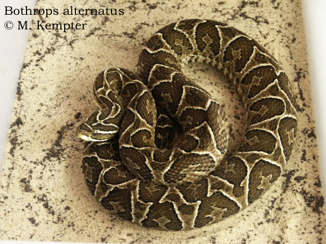 Alternatus-13.jpg [265 Kb]