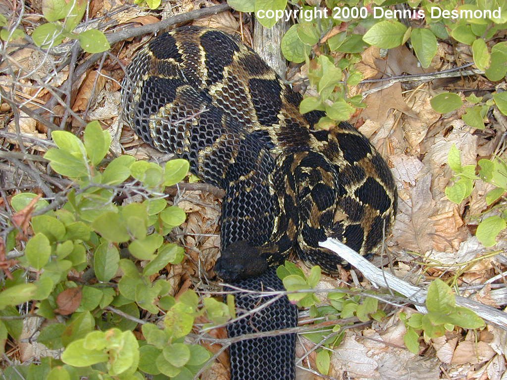 crotalus_h_horridus20.jpg [234 Kb]